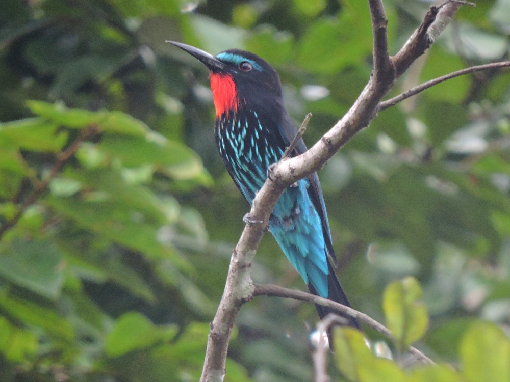  Black Bee-Eater 