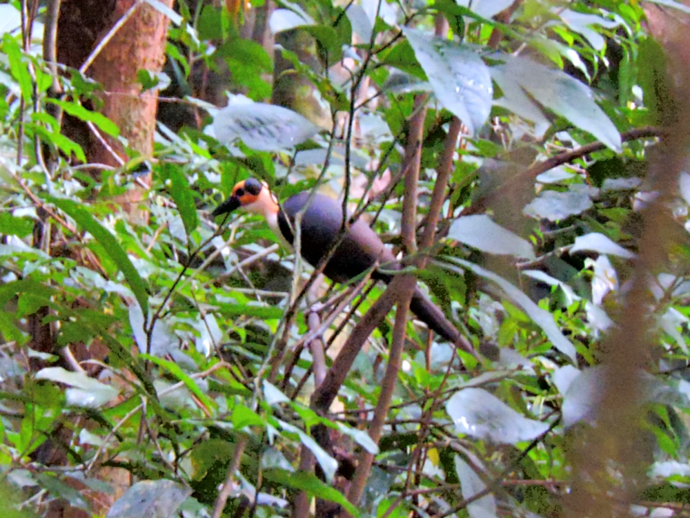  White-Necked Picathartes 