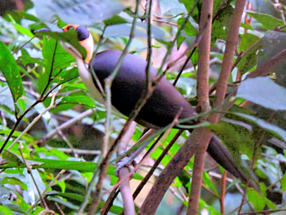  White-Necked Picathartes 