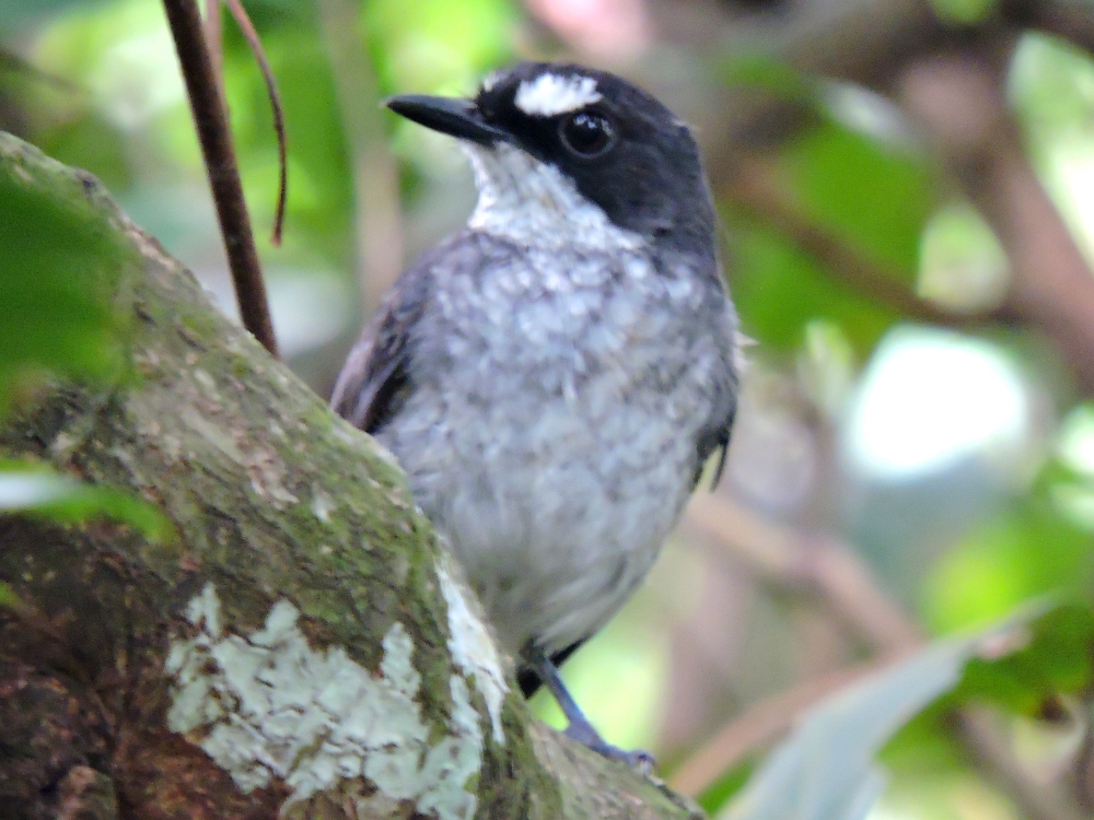  White-Browed Forest-Flycatcher 