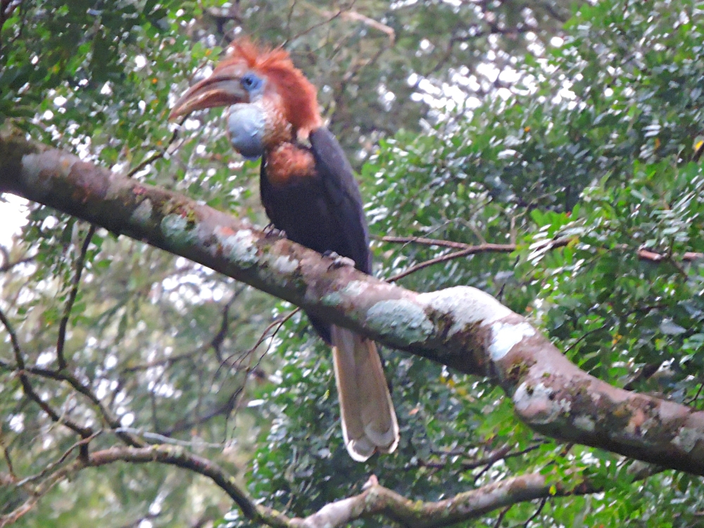  Yellow-Casqued Hornbill 