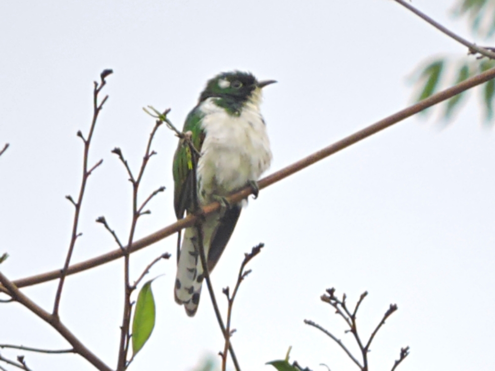  Klaas’s Cuckoo 