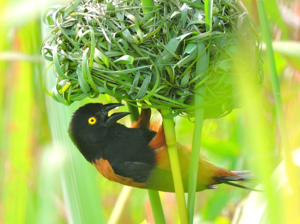  Vieillot’s Weaver 