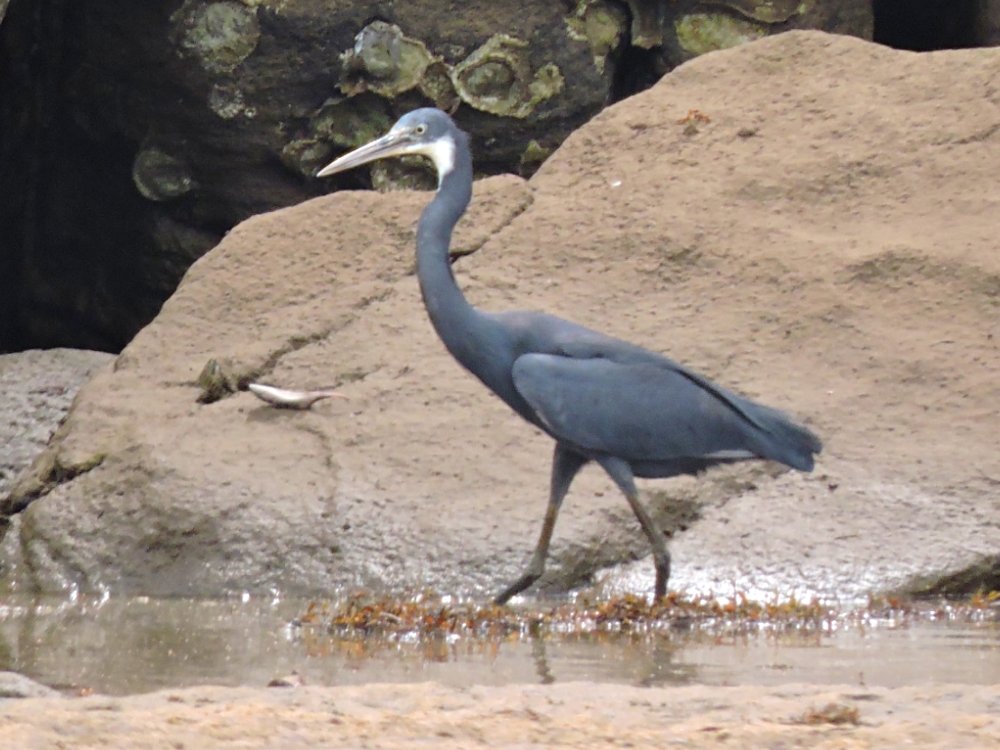  Western Reef-Heron 