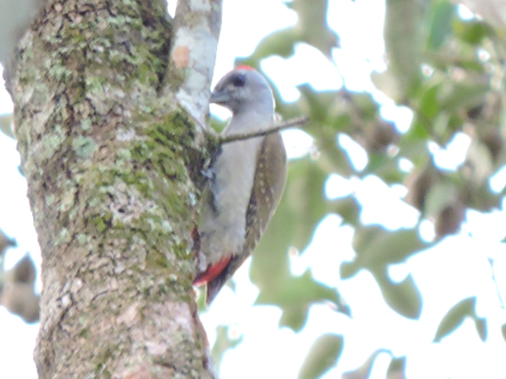  African Gray Woodpecker 