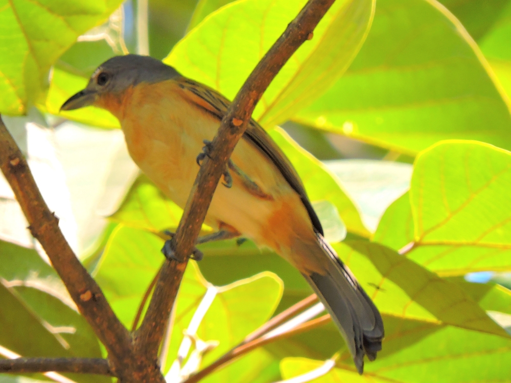  Gray-Headed Bushshrike 