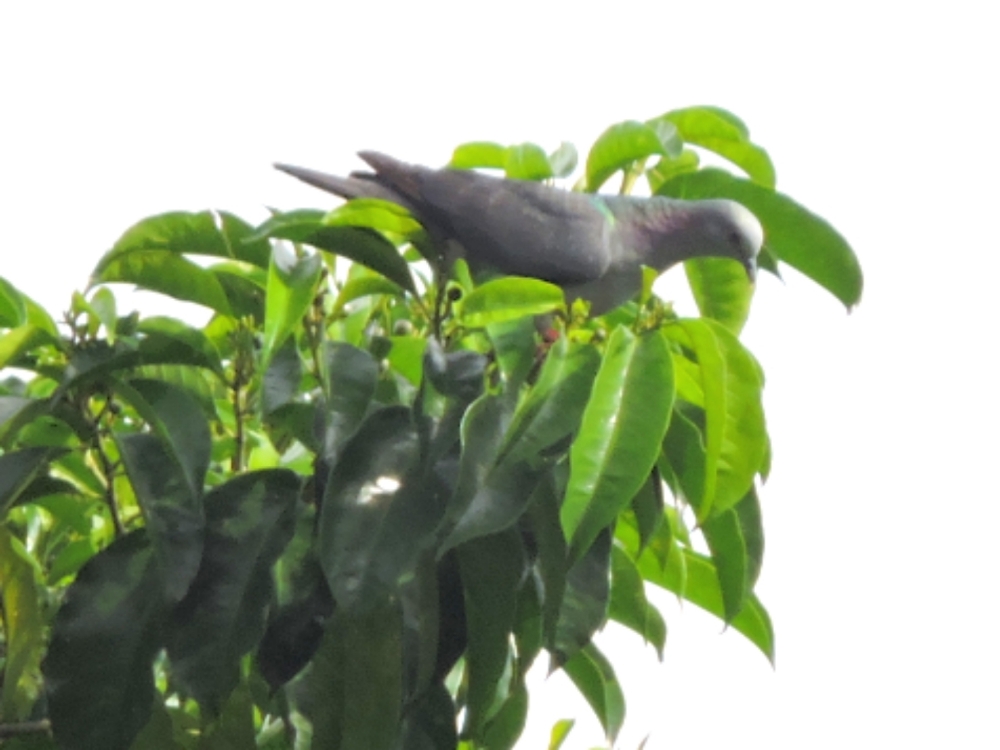  São Tomé Pigeon 