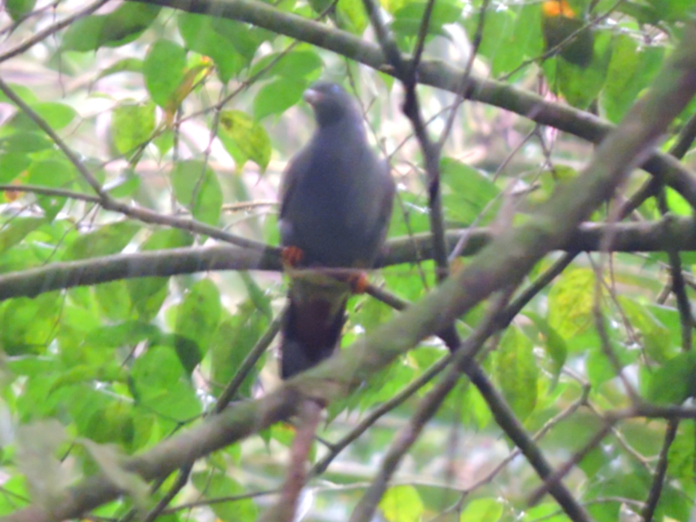  São Tomé Green-Pigeon 