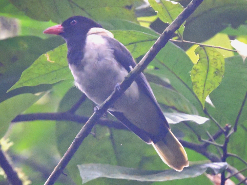  São Tomé Oriole 