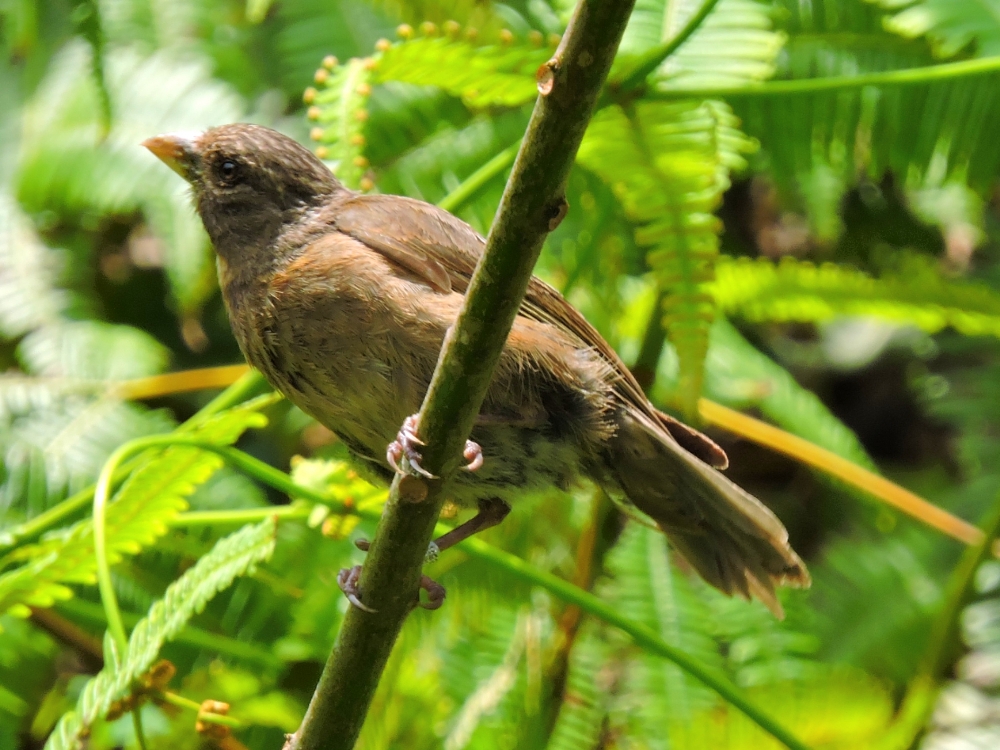  Principe Seedeater 