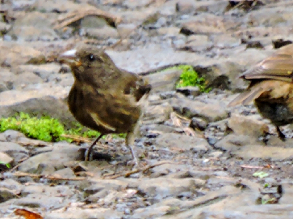  São Tomé Grosbeak 