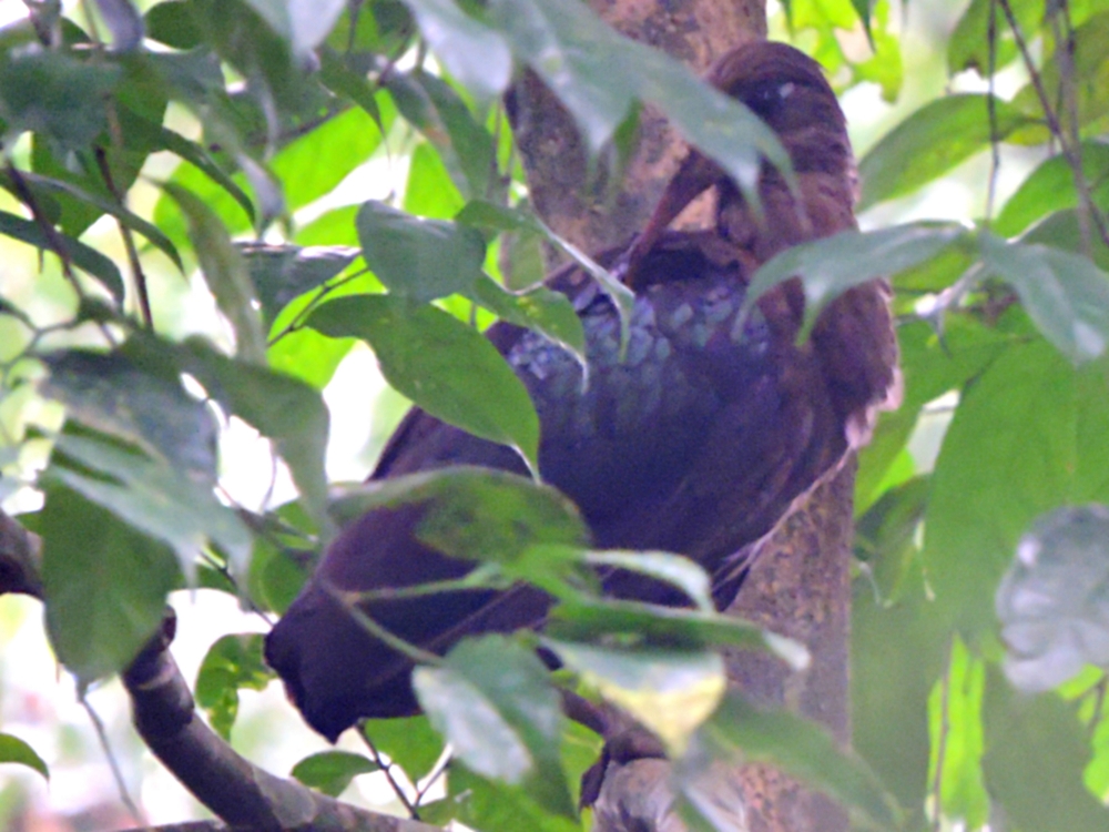  São Tomé Ibis 