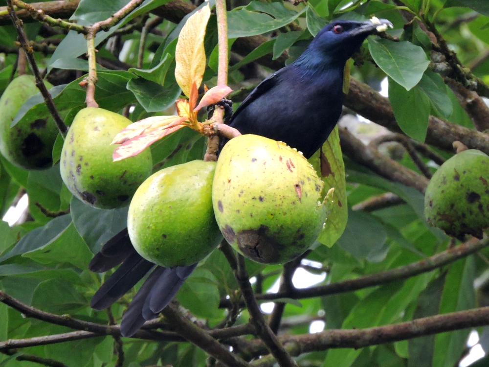  Chestnut-Winged Starling 