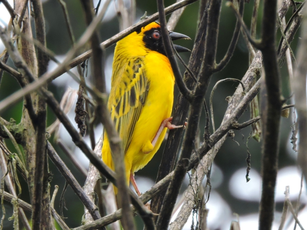  Southern Masked-Weaver 