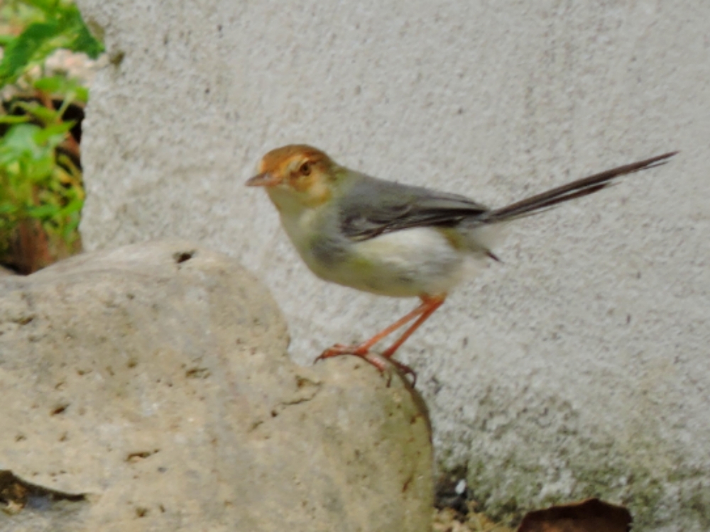  São Tome Prinia 