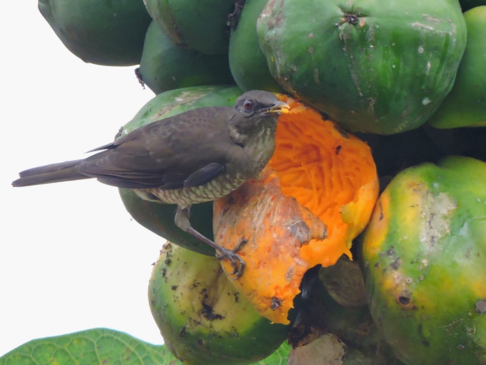  São Tomé Thrush 