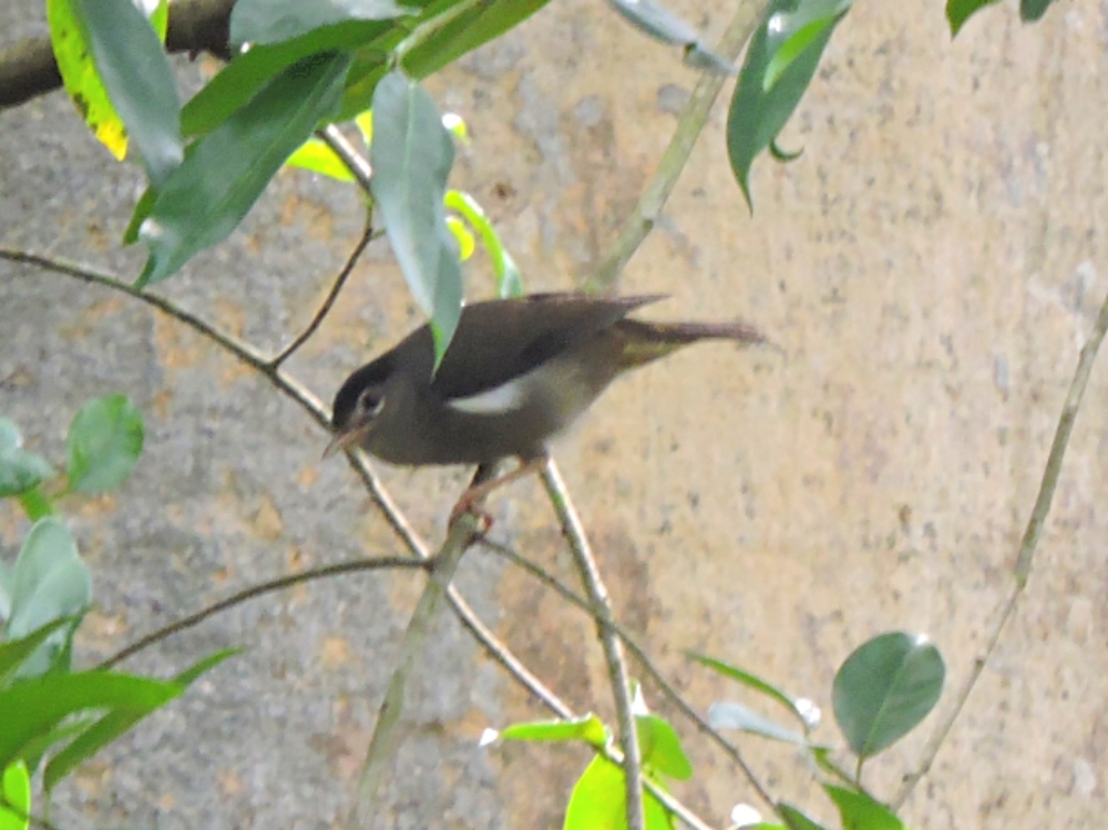  Black-Capped Speirops 