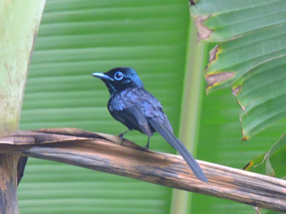  São Tomé Paradise-Flycatcher 