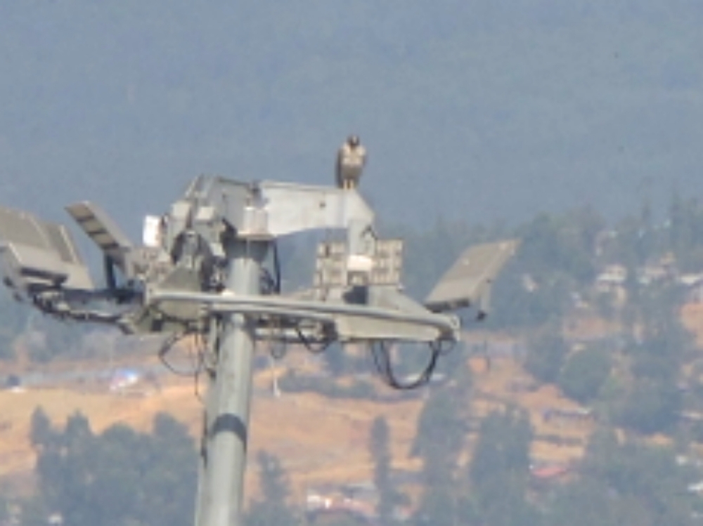  Long-Legged Buzzard 