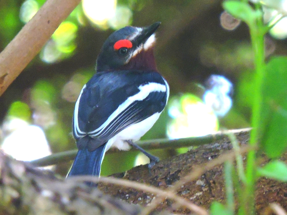  Brown-Throated Wattle-Eye 