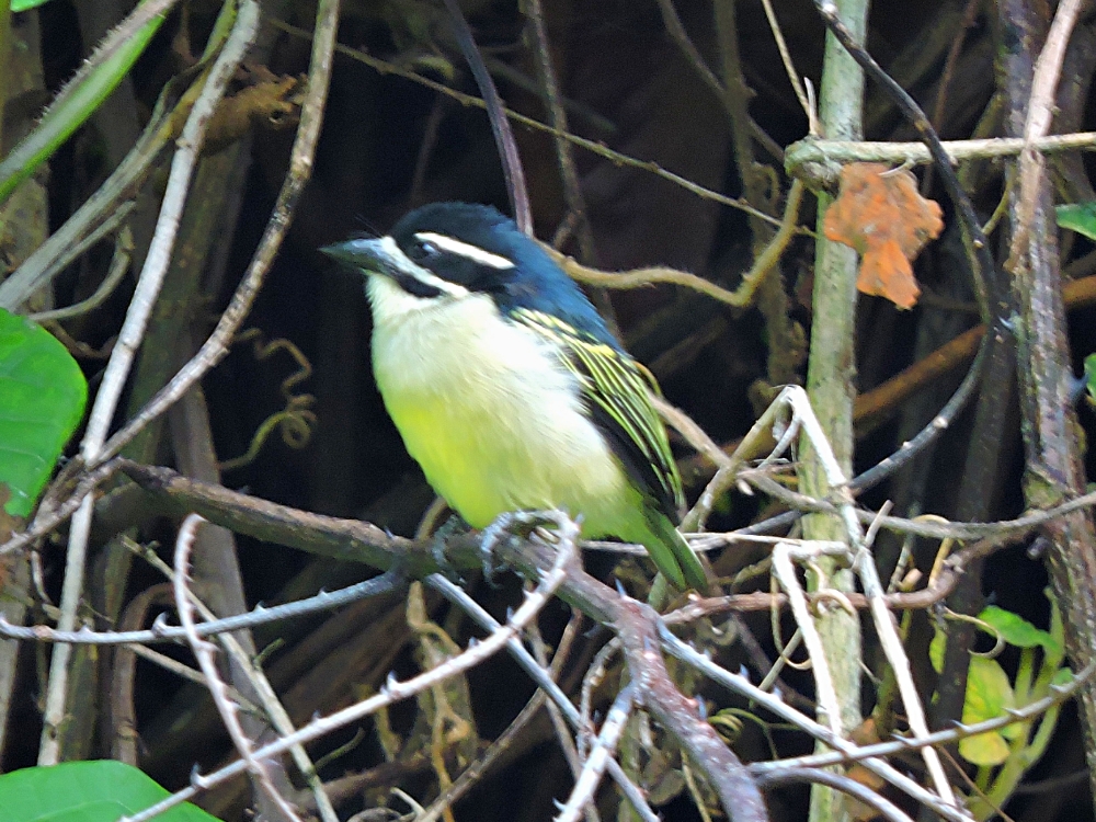  Yellow-Rumped Tinkerbird 