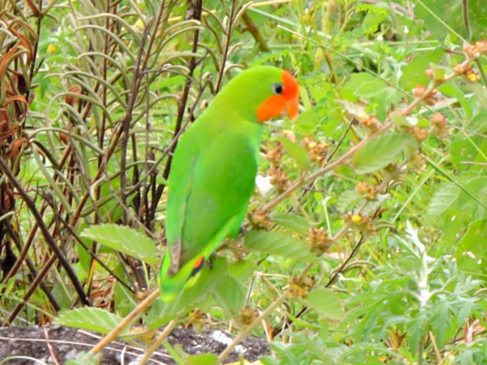  Red-Headed Lovebird 