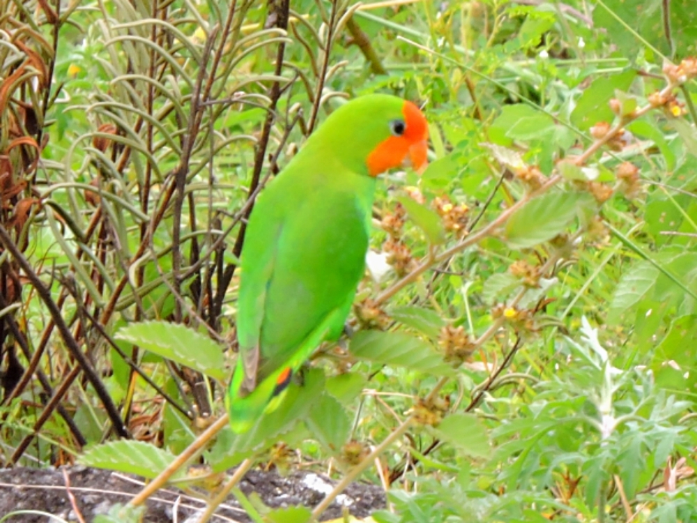  Red-Headed Lovebird 