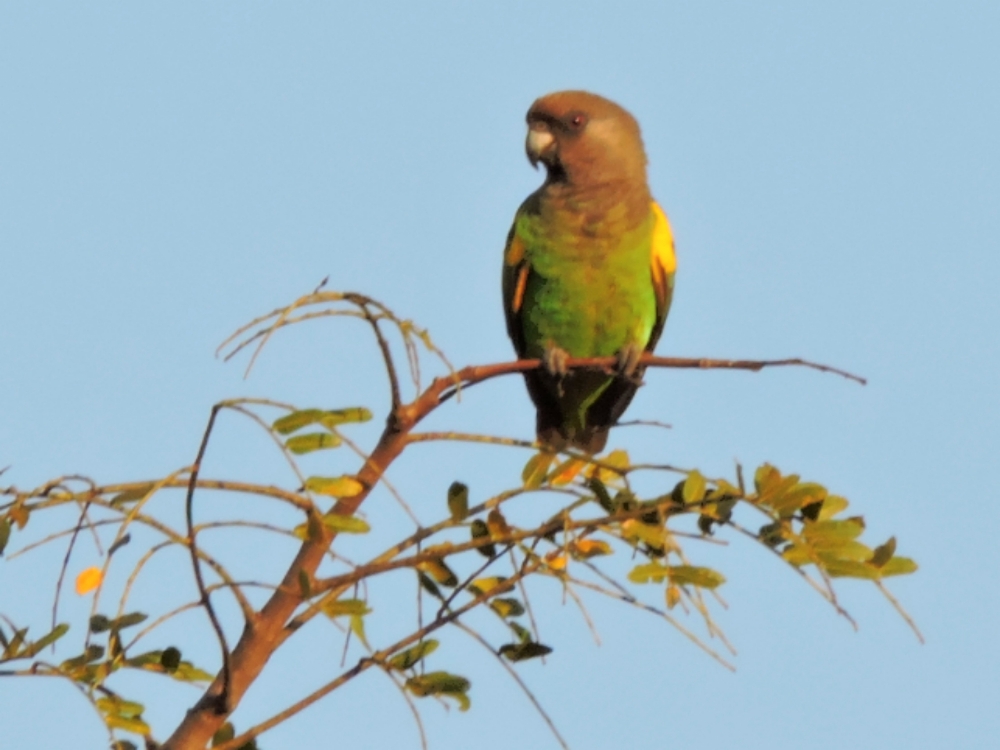  Meyer’s Parrot 