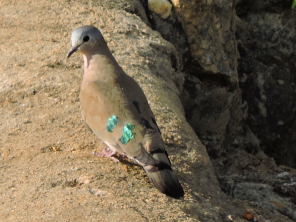  Emerald-Spotted Wood-Dove 