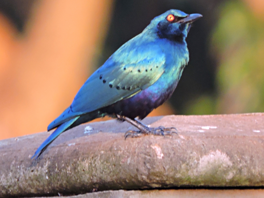  Lesser Blue-Eared Starling 