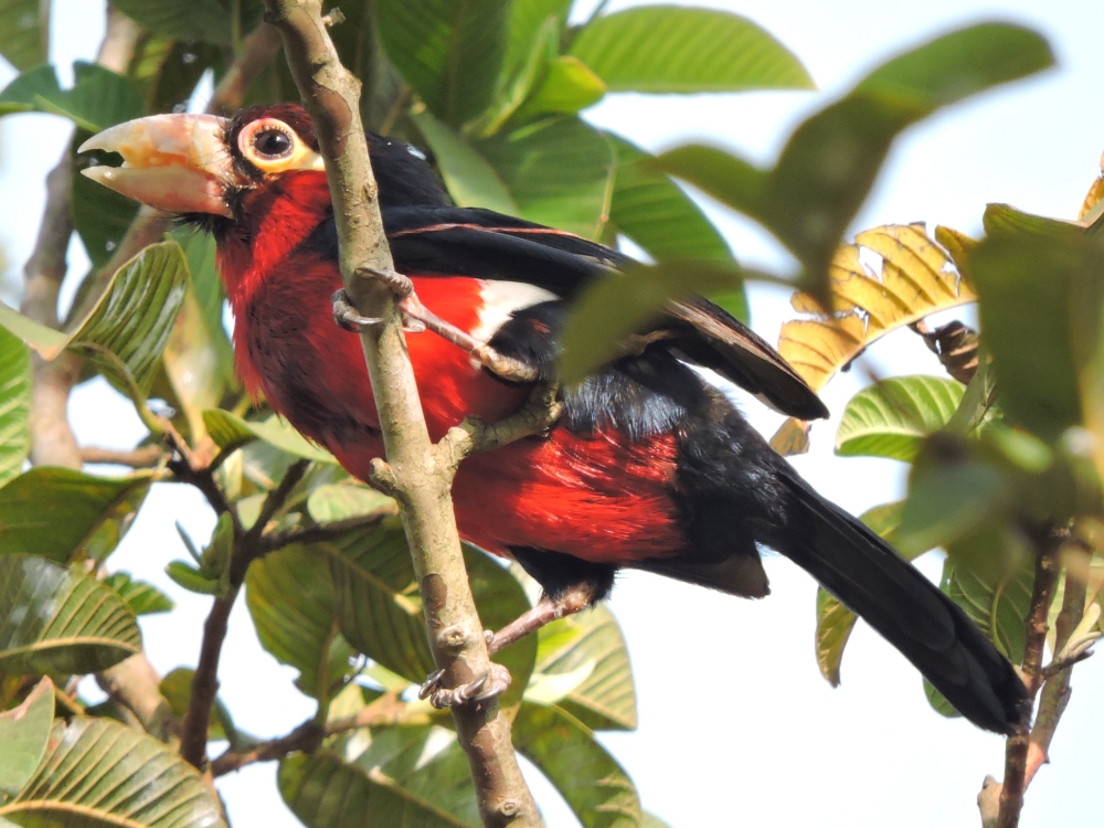  Double-Toothed Barbet 