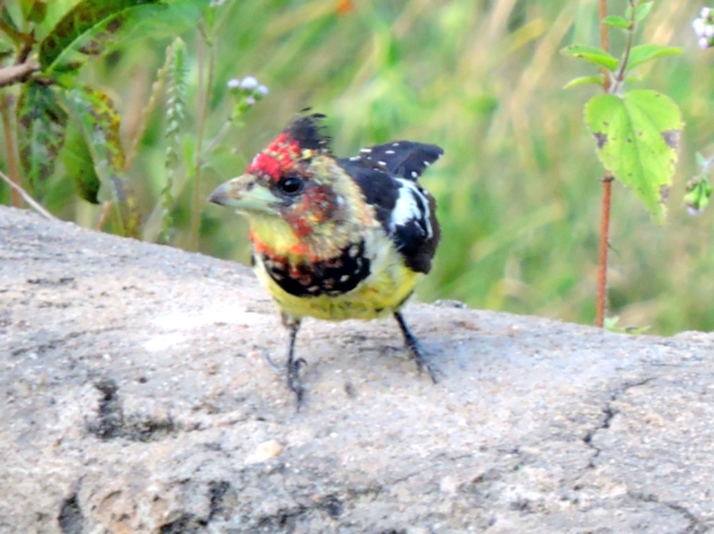  Crested Barbet 