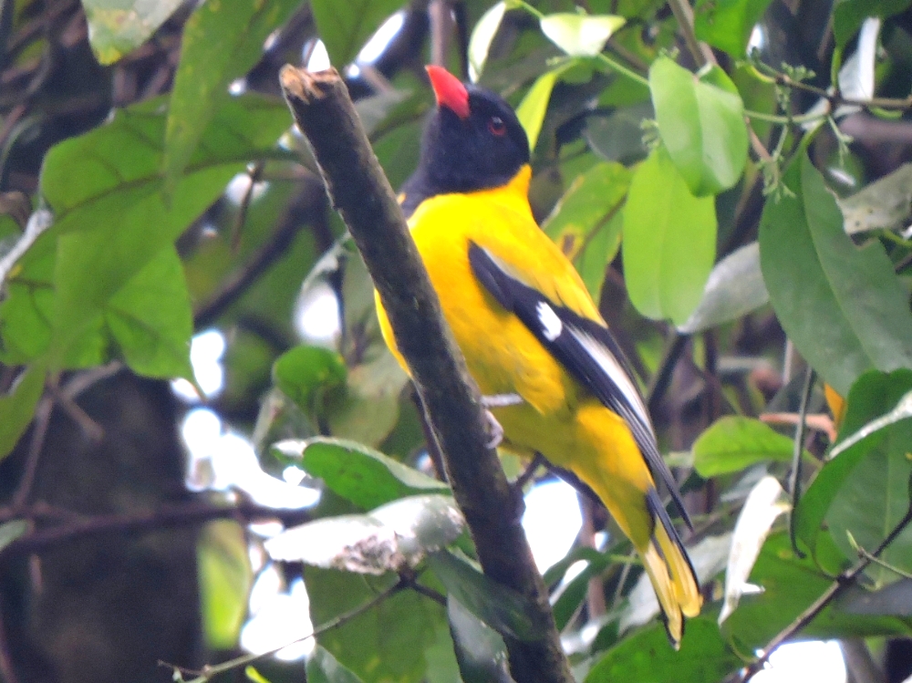  Black-Tailed Oriole 