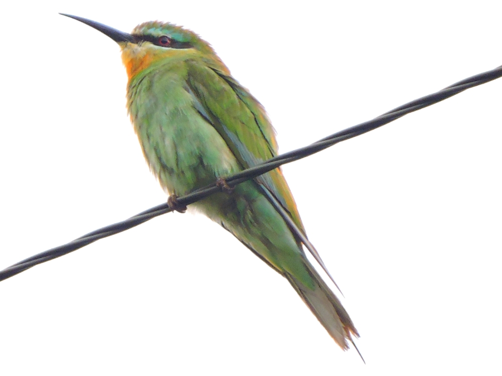  Blue-Cheecked Bee-Eater 
