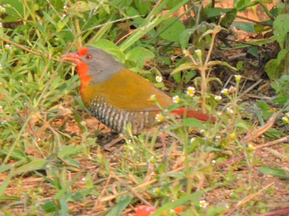  Green-Winged Pytilia 