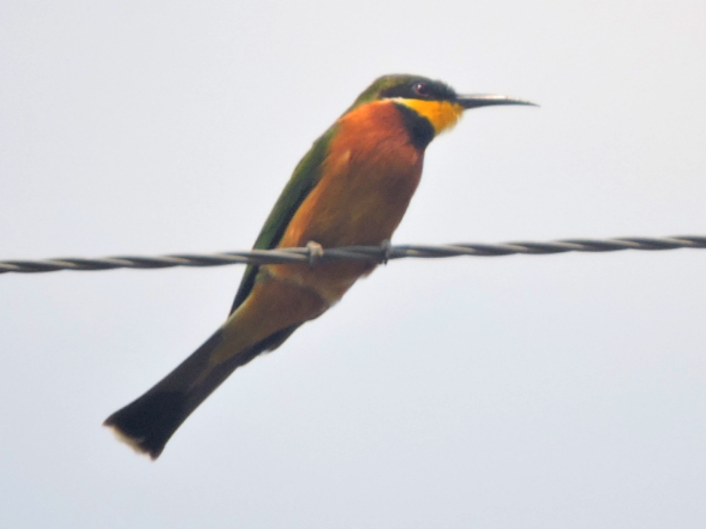  Cinnamon-Chested Bee-Eater 