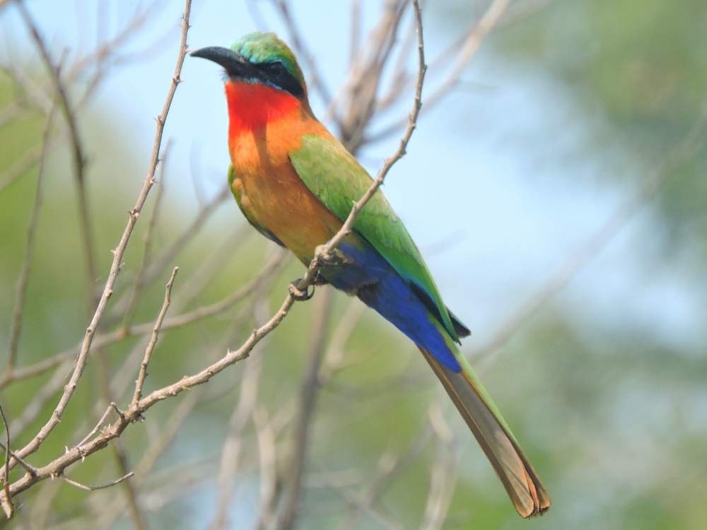  Red-Throated Bee-Eater 