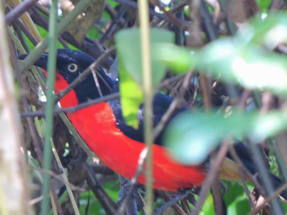  Black-Headed Gonolek 