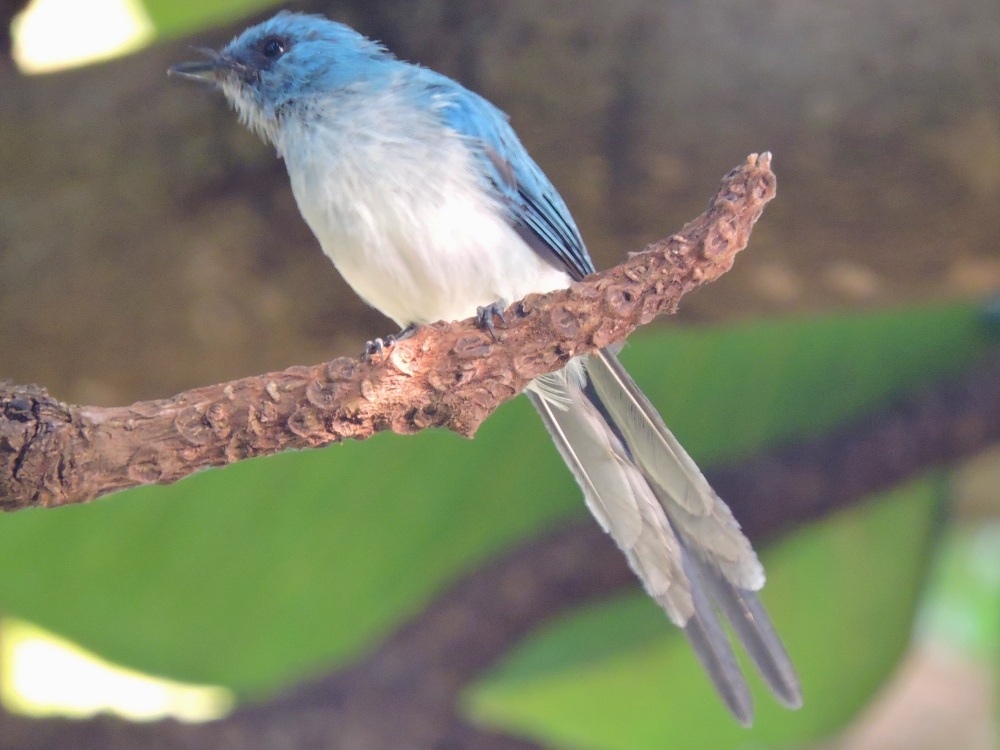  African Blue Flycatcher 