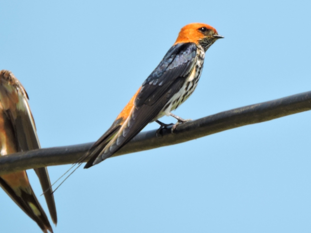  Lesser Striped Swallow 