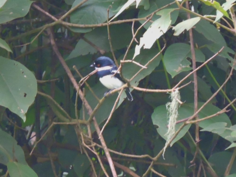  Rwenzori Batis 