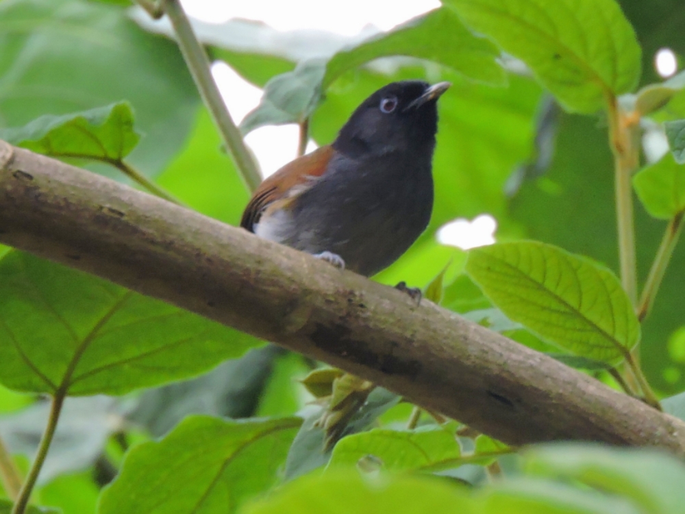  Rwenzori Hill Babbler 