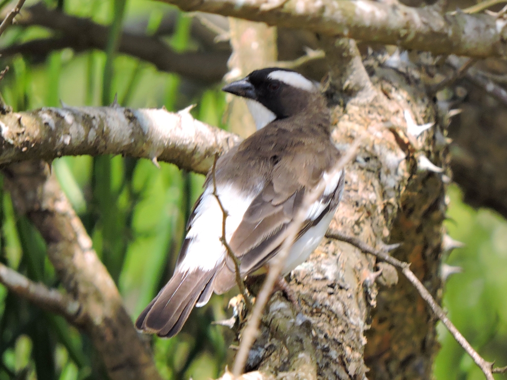  White-Browed Sparrow-Weaver 