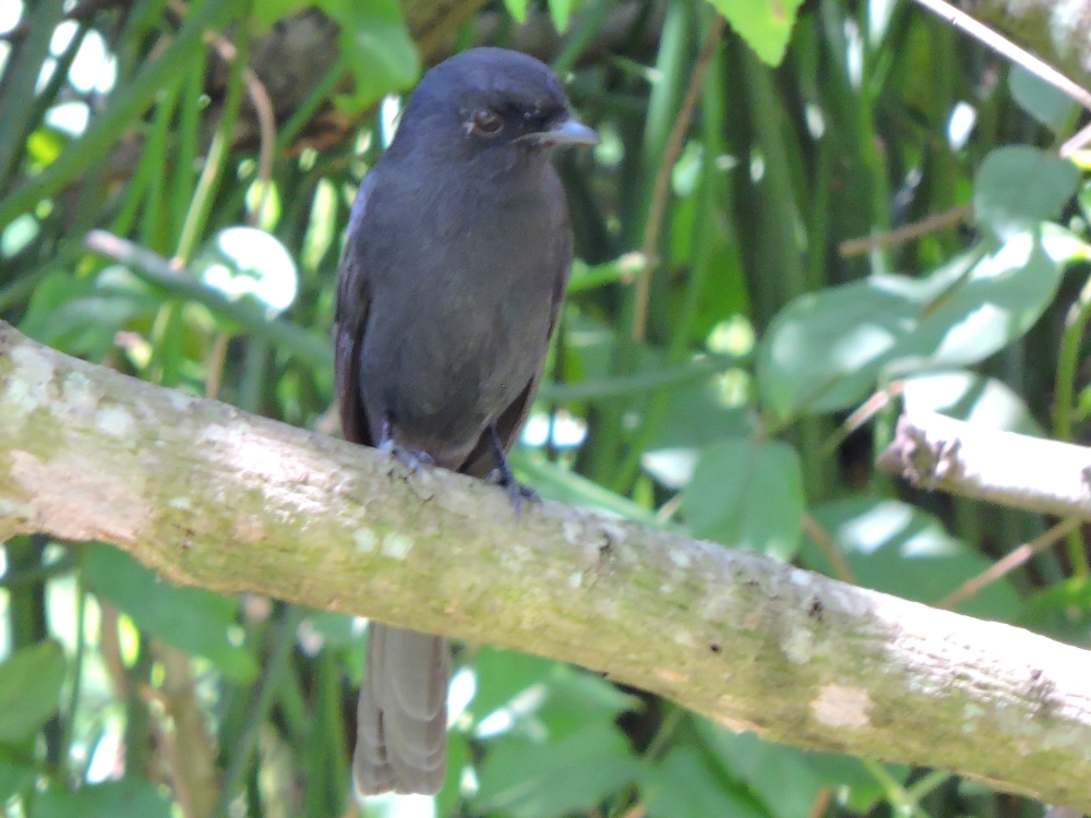  Northern Black Flycatcher 