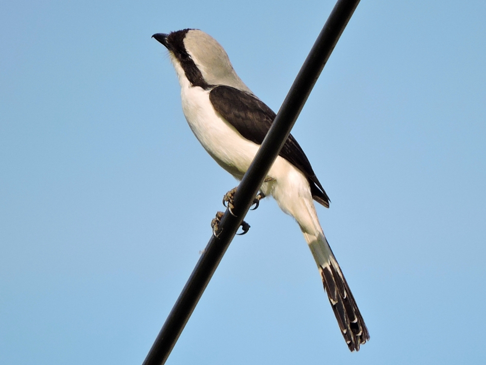  Gray-Backed Fiscal 