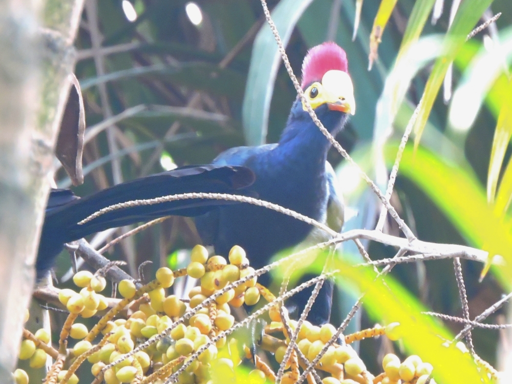  Ross’s Turaco 