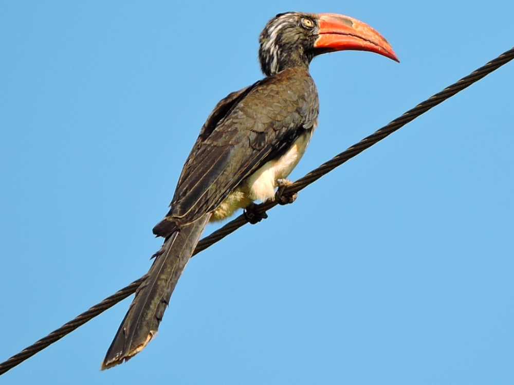  Crowned Hornbill 
