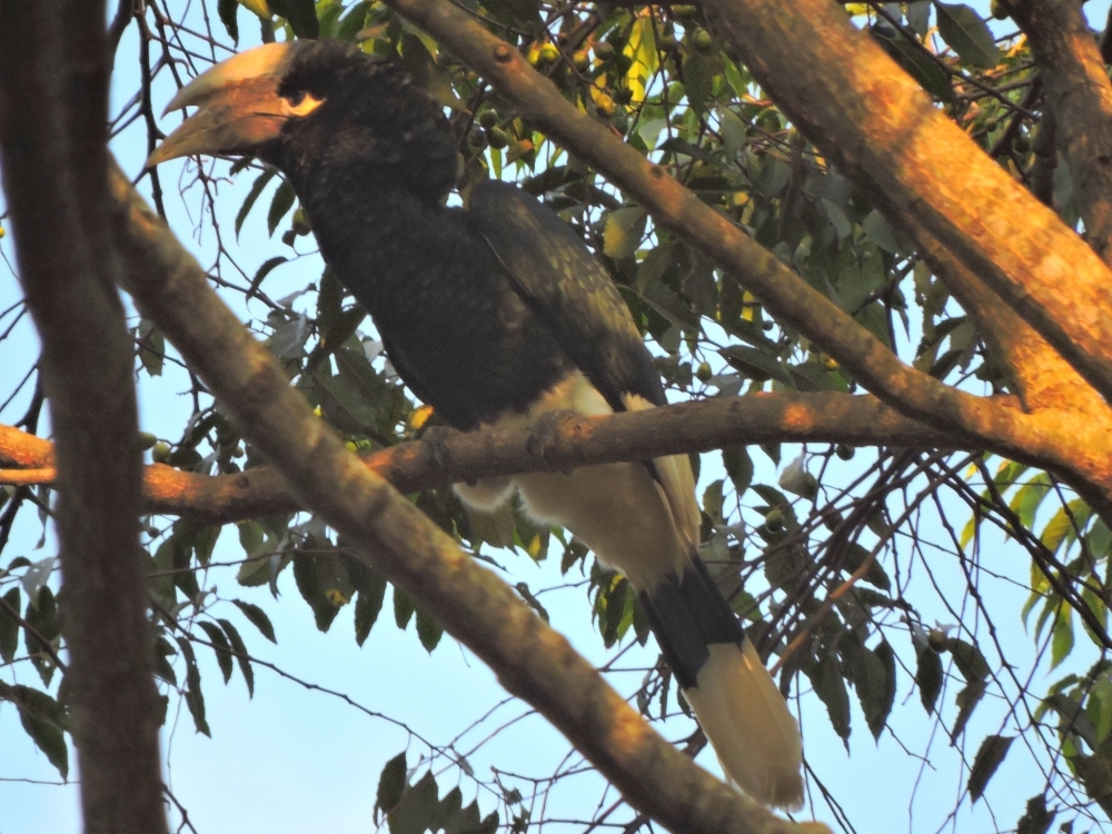  Black-and-White Casqued Hornbill 