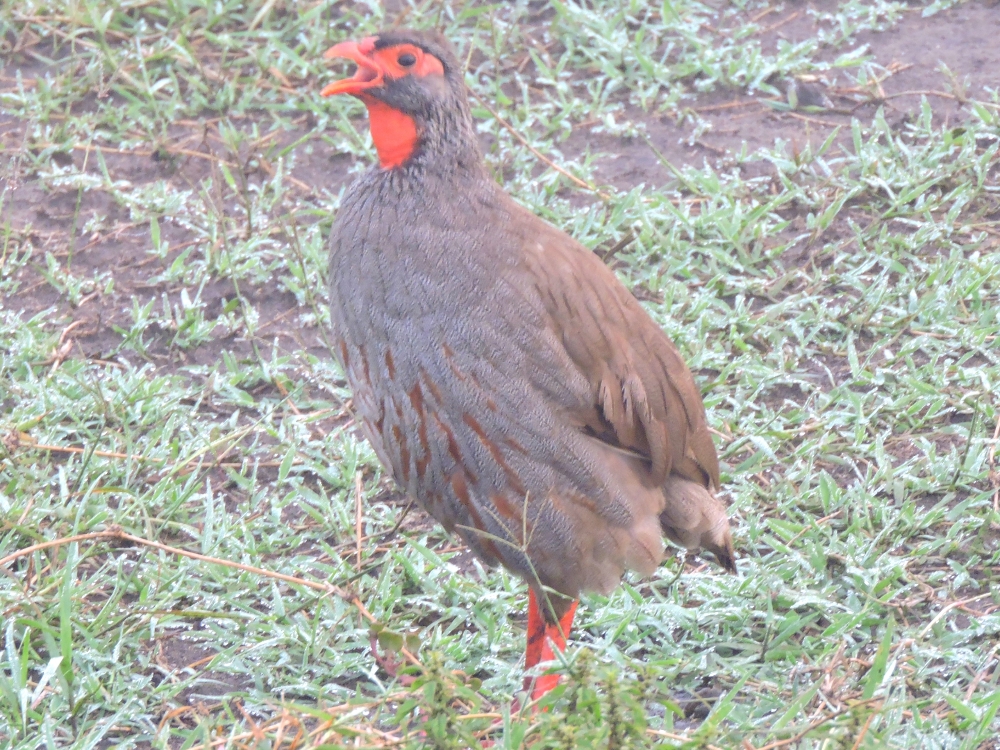  Red-Necked Francolin 