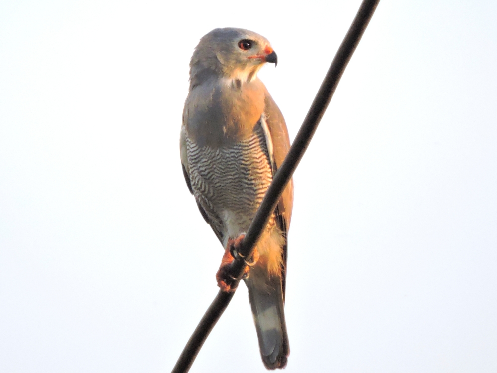  Gabar Goshawk 